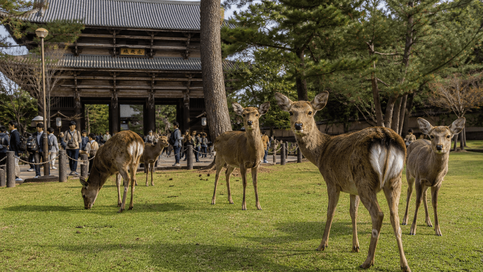 奈良公园：东大寺参道附近的鹿群的当前写实编辑视觉