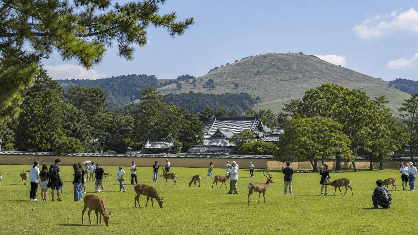 奈良公园：春日野园地与若草山的当前写实编辑视觉
